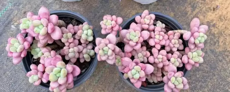 鱼子酱与洛可可、泡泡糖、达芙妮有何区别?鱼子酱知识与养鱼重点?-会东网