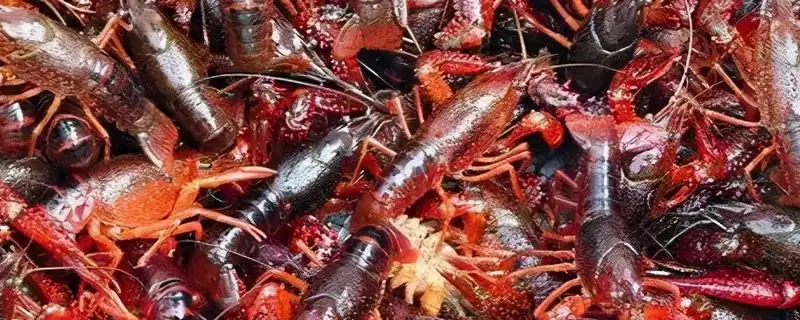 小龙虾发黑的原因和要点？分析小龙虾发黑原因需关注哪些方面？-会东网