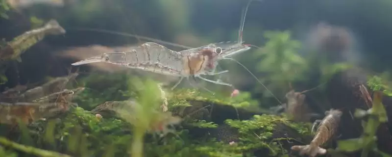 判断中华小长臂虾好不好养的方法和重点？判断中华小长臂虾好不好养要做好哪些细节？-会东网