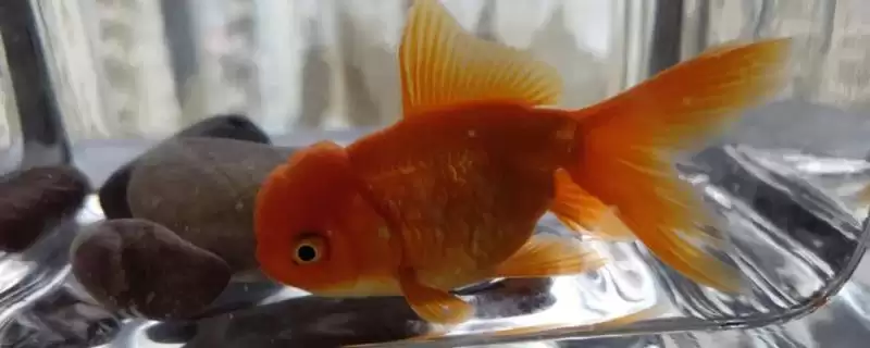 狮子头金鱼需要加热吗？狮子头金鱼养殖要点与养鱼关键细节？-会东网