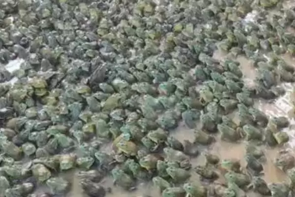 养殖一亩牛蛙投资金额多少？牛蛙养殖投资与养鱼重点？插图1