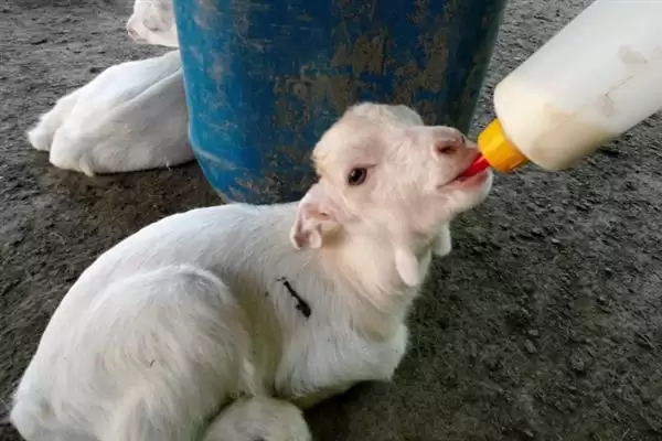 小羊养殖的注意事项和要点?养殖小羊需关注哪些关键问题?插图6 小羊养殖的注意事项和要点?养殖小羊需关注哪些关键问题?插图6