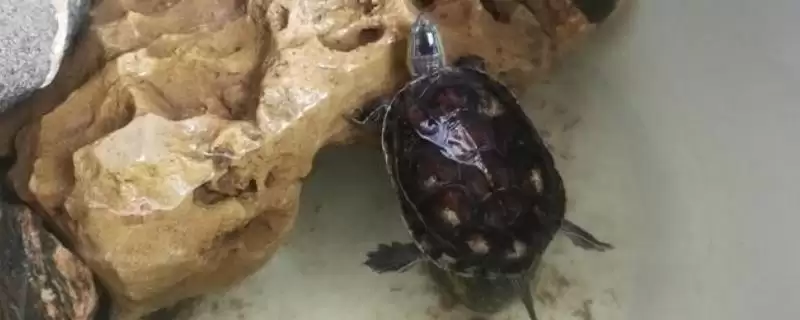 新手养草龟的方法和要点？新手养草龟要掌握哪些关键技术环节？-会东网