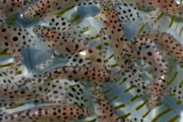 石斑鱼好吃吗?石斑鱼口感认知与养鱼关键细节?插图3 石斑鱼好吃吗?石斑鱼口感认知与养鱼关键细节?插图3