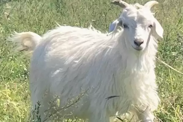 小羊养殖的注意事项和要点?养殖小羊需关注哪些关键问题?插图8 小羊养殖的注意事项和要点?养殖小羊需关注哪些关键问题?插图8