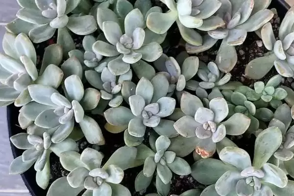 图片[8]-鱼子酱与洛可可、泡泡糖、达芙妮有何区别？鱼子酱知识与养鱼重点？-会东网