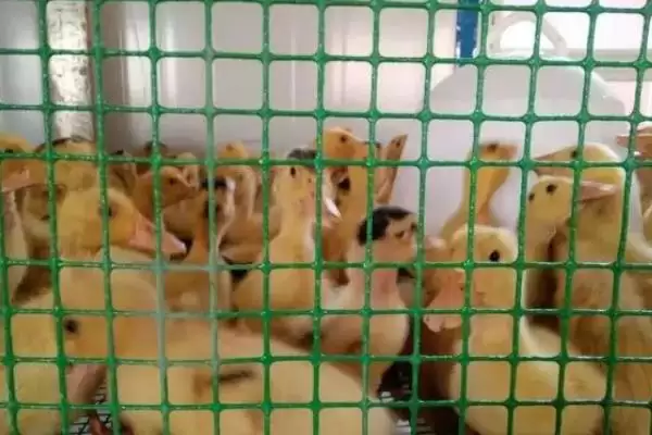 图片[5]-小鸭子养殖的方法和要点？养殖小鸭子要掌握哪些关键技术环节？-会东网