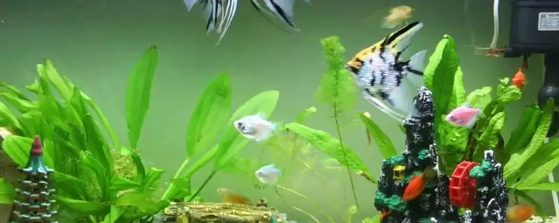 如何让鱼缸水变清澈?鱼缸水清澈方法与养鱼关键事项?-会东网