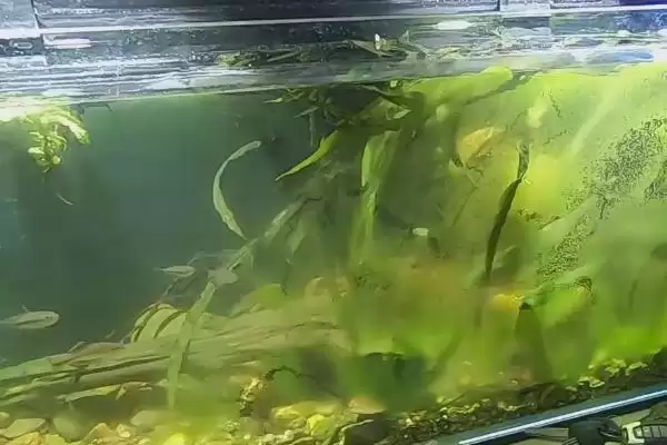 图片[2]-鱼缸有青苔怎么处理？青苔处理方法与养鱼方法关键细节？-会东网