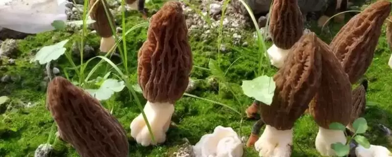了解羊肚菌生长环境的方法和重点?了解羊肚菌生长环境要做好哪些细节?-会东网