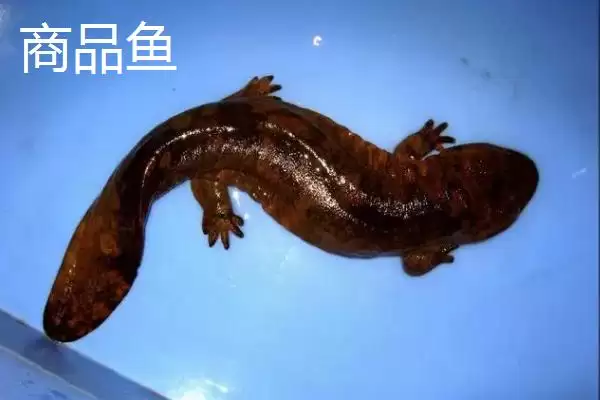 图片[4]-娃娃鱼商品鱼和种鱼的鉴别方法是什么？娃娃鱼种鱼鉴别方法与养鱼要点？-会东网