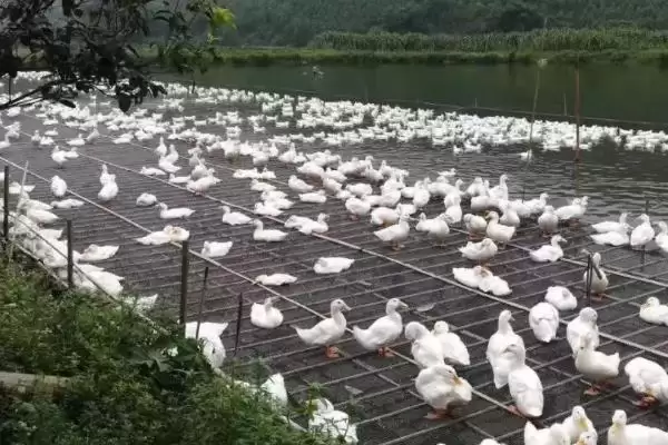 图片[6]-防治养鸭常见疾病的方法和重点？防治养鸭常见疾病要做好哪些细节？-会东网