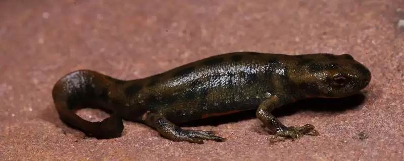 蝾螈怎么养？养殖蝾螈要遵循哪些科学的饲养方法？-会东网