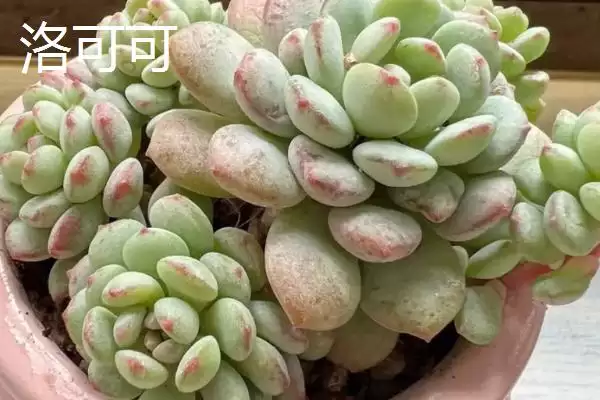 图片[3]-鱼子酱与洛可可、泡泡糖、达芙妮有何区别？鱼子酱知识与养鱼重点？-会东网