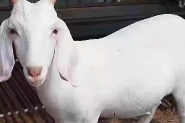 了解羊一年繁殖次数的方法和重点?了解羊一年繁殖次数要做好哪些细节?插图3 了解羊一年繁殖次数的方法和重点?了解羊一年繁殖次数要做好哪些细节?插图3