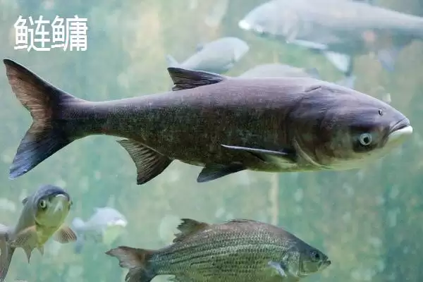 图片[6]-新关东鱼钩优缺点剖析？鱼钩选择与养鱼关键细节大盘点？-会东网