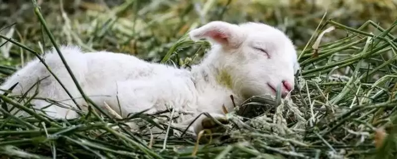 小羊养殖的注意事项和要点?养殖小羊需关注哪些关键问题?插图 小羊养殖的注意事项和要点?养殖小羊需关注哪些关键问题?插图