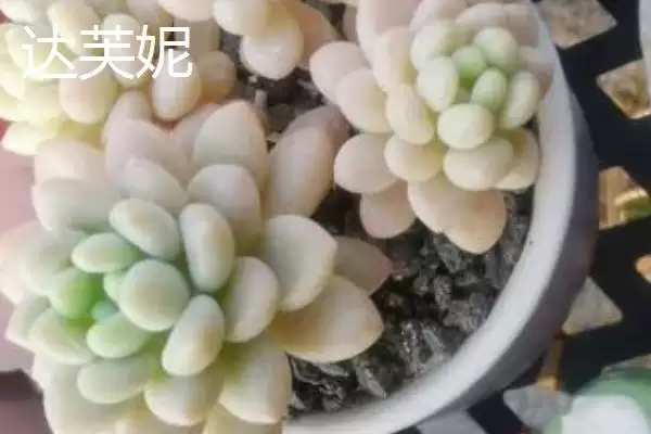 图片[5]-鱼子酱与洛可可、泡泡糖、达芙妮有何区别？鱼子酱知识与养鱼重点？-会东网