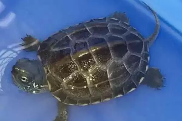 新买草龟1个月没开食是否正常的要点和判断?判断草龟开食情况需注意什么?插图3 新买草龟1个月没开食是否正常的要点和判断?判断草龟开食情况需注意什么?插图3