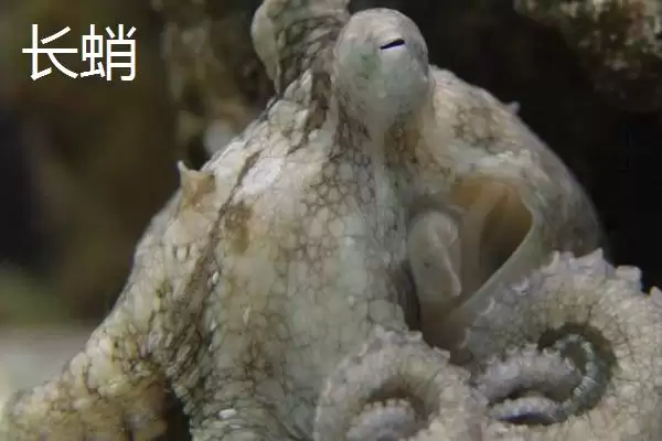 图片[8]-什么是章鱼？章鱼知识科普与养鱼重点细节？-会东网