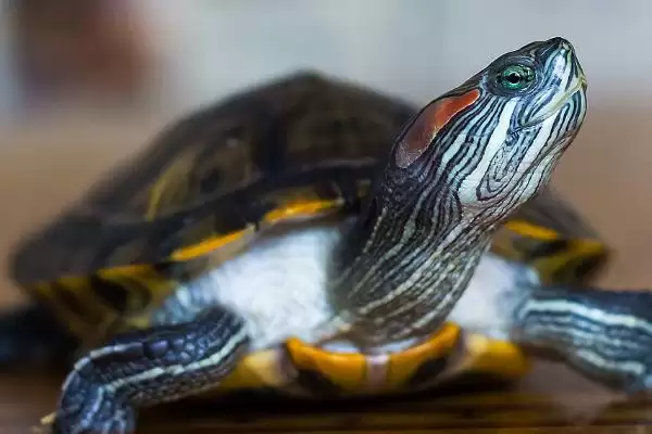 管理乌龟饮食的方法和重点？管理乌龟饮食要做好哪些细节？插图3