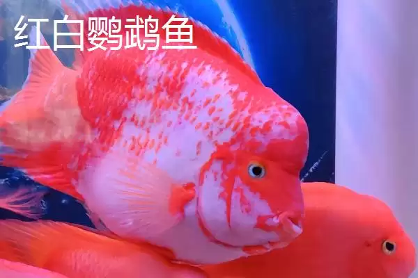 图片[5]-什么是发财鱼？发财鱼知识科普与养鱼方法要点？-会东网
