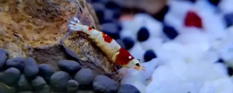 如何在家里养小虾？在家里养小虾要掌握哪些合适的饲养方法？-会东网