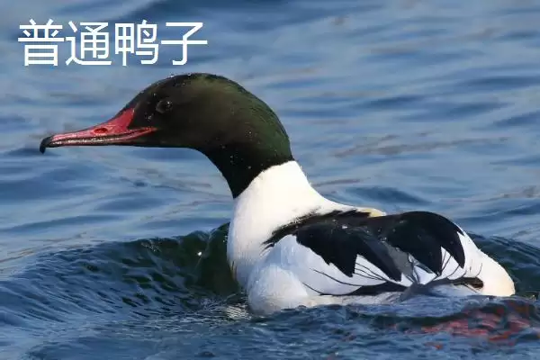 图片[5]-绿头鸭会游泳吗 ,绿头鸭作为游禽会游泳吗-会东网