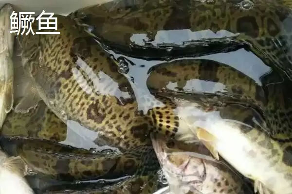 只有一根主刺的鱼是什么?鱼类特征知识与养鱼重点细节?插图4 只有一根主刺的鱼是什么?鱼类特征知识与养鱼重点细节?插图4