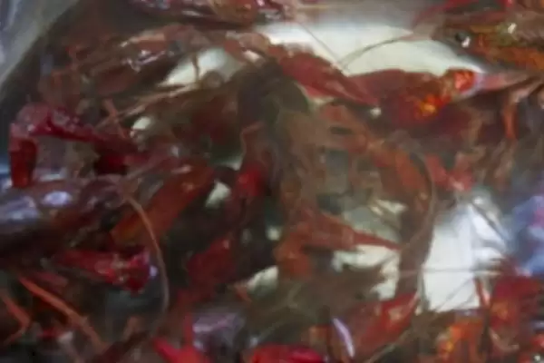 小龙虾清洗的方法和要点?清洗小龙虾需掌握哪些关键技巧?插图5 小龙虾清洗的方法和要点?清洗小龙虾需掌握哪些关键技巧?插图5