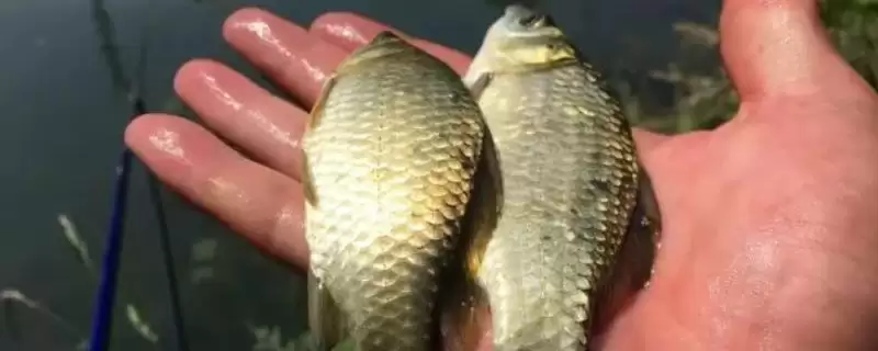 夏天钓鲫鱼技巧有哪些?夏季钓鲫技巧与养鱼重点方法讲解?-会东网