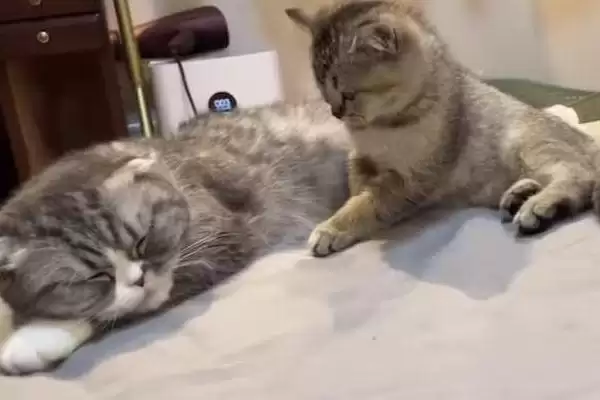 图片[3]-让猫咪粘人的方法和重点？让猫咪粘人要做好哪些细节？-会东网