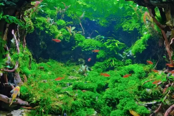图片[5]-三湖慈鲷鱼缸开缸的方法是什么？三湖慈鲷鱼缸开缸方法与养鱼要点？-会东网