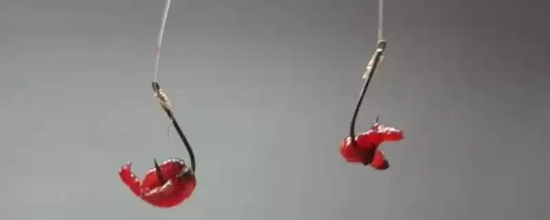 用红虫钓鱼直接挂钩还是用皮筋?红虫钓鱼技巧与养鱼重点?-会东网