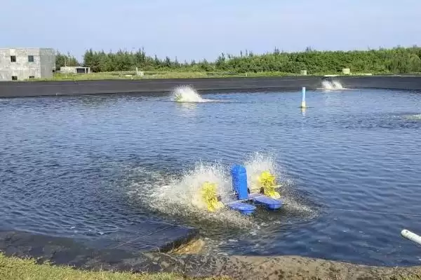 鱼塘倒藻原因及防治办法是啥?倒藻防治与养鱼方法要点?插图2 鱼塘倒藻原因及防治办法是啥?倒藻防治与养鱼方法要点?插图2