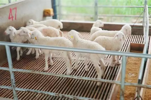小羊养殖的注意事项和要点?养殖小羊需关注哪些关键问题?插图3 小羊养殖的注意事项和要点?养殖小羊需关注哪些关键问题?插图3