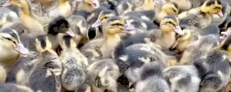小鸭子需保温天数的要点和判断?确定小鸭子保温时长需考虑哪些因素?插图 小鸭子需保温天数的要点和判断?确定小鸭子保温时长需考虑哪些因素?插图