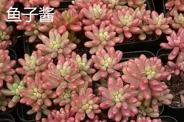 图片[2]-鱼子酱与洛可可、泡泡糖、达芙妮有何区别？鱼子酱知识与养鱼重点？-会东网