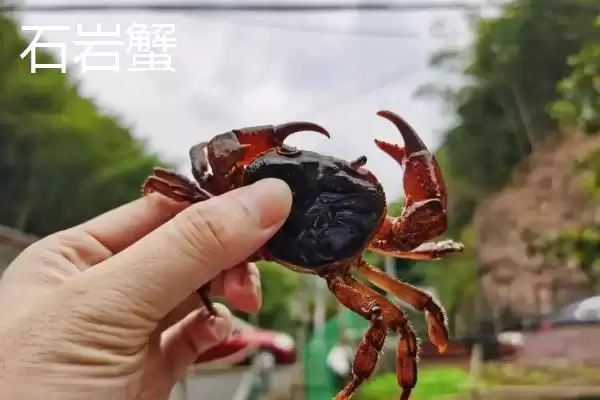 图片[4]-石岩蟹和帝王蟹有什么区别？石岩蟹与帝王蟹辨别与养鱼重点？-会东网