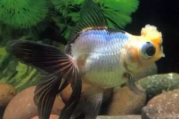 院子里鱼池怎么防冻好?鱼池防冻方法与养鱼方法要点?插图4 院子里鱼池怎么防冻好?鱼池防冻方法与养鱼方法要点?插图4