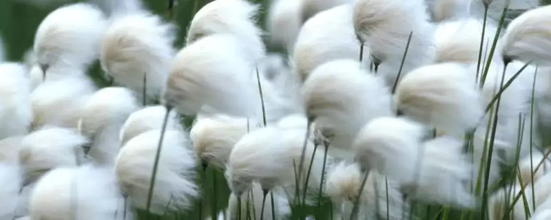 挑选羊胡子草种子的方法和重点?挑选羊胡子草种子要做好哪些细节?-会东网