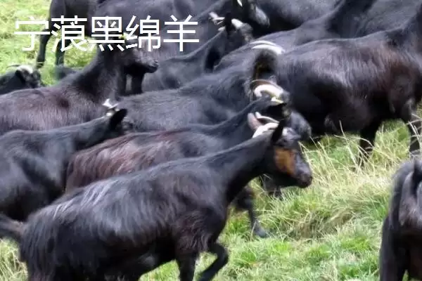 图片[8]-南方养羊品种推荐：黑山羊、南江黄羊、黄淮山羊的优势-会东网