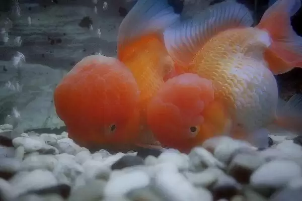 小金鱼能否晒太阳的要点和判断？判断小金鱼光照需求需注意什么？插图2