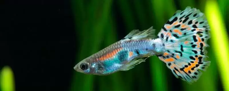 养殖孔雀鱼有啥技巧?孔雀鱼养殖技巧与养鱼关键细节?-会东网