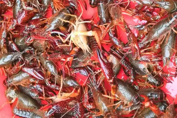 小龙虾生活习性的要点和解读？了解小龙虾生活习性需关注哪些关键信息？插图2