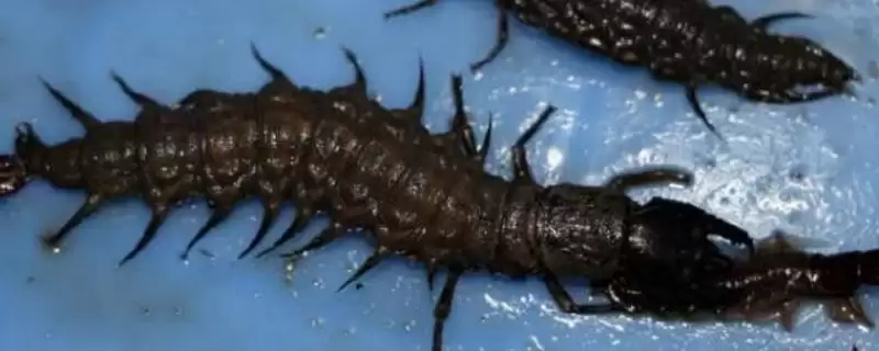 爬沙虫生长习性探秘：白天藏在阴暗处的生存之道-会东网