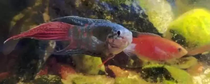 太阳能的水凉了能养鱼吗?太阳能水养鱼可行性与养鱼关键细节?-会东网