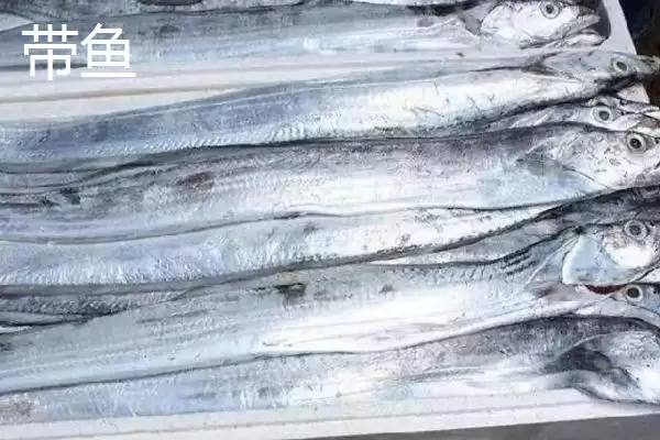 只有一根主刺的鱼是什么?鱼类特征知识与养鱼重点细节?插图2 只有一根主刺的鱼是什么?鱼类特征知识与养鱼重点细节?插图2