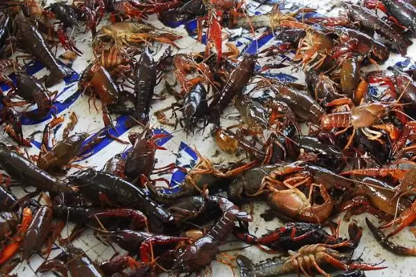 小龙虾缺氧原因以及怎么解决?小龙虾缺氧问题与养鱼关键细节分析?插图1 小龙虾缺氧原因以及怎么解决?小龙虾缺氧问题与养鱼关键细节分析?插图1