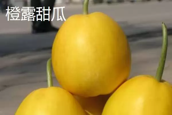 图片[3]-南方甜瓜种植品种优选：香妃、橙露、羊角蜜的种植指南-会东网